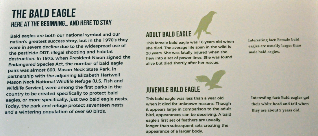 sign aout The Bald  Eagle
